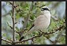 Grauwe Klauwier, Red-backed Shrike, Lanius collurio Location: Molivos, Greece (Lesbos) grauwe klauwier 7D 4440 kopie